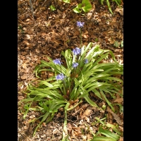 Hyacinthoides non-scripta (fam. Asparagacees) (1)